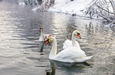 swans swimming on lake