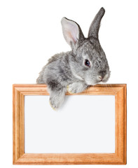 little rabbit with frame