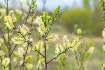pussy willow branches