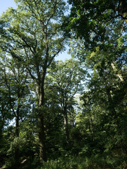 Upright view of trees in woods