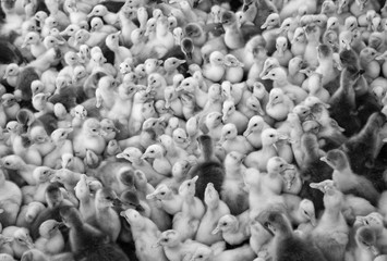 Large group of newly hatched ducklings on a farm, black and white.