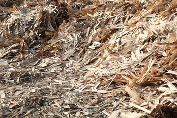 Huge pile of wood waste 