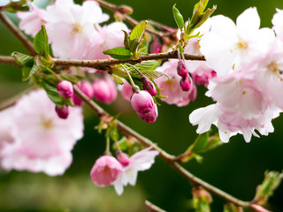 Kirschblüte