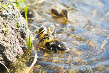Ducklings on the river 