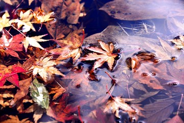 鶴見岳の紅葉と冬桜