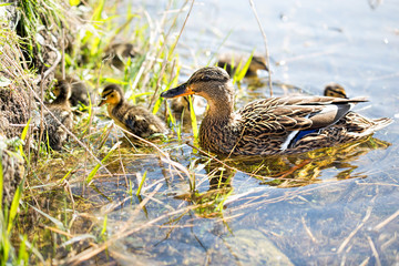 Duck with ducklings on the river 