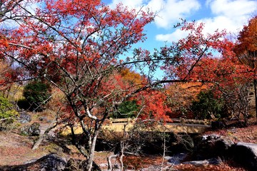 鶴見岳の紅葉と冬桜