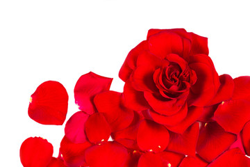 Red Rose Flower leaves Isolated on white background. Valentine or Wedding background