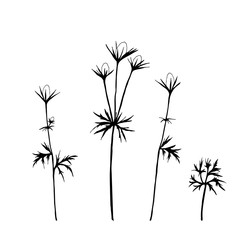 Hand drawn vector floral illustration of wild meadow flowers - thistles . Thin delicate lines silhouettes of plants in black. Isolated on white background
