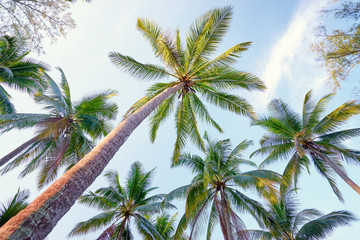 Coconut palms against blue sky.
