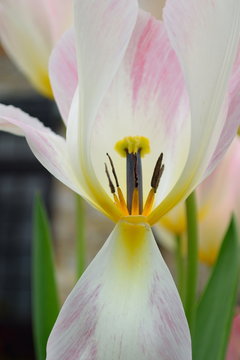 Spring flower tulip with broken petal