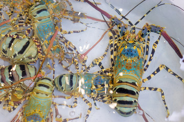 Seafood. Close up of raw lobsters on the market.