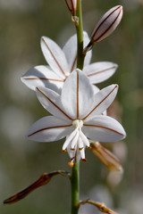 Hollow-stemmed Asphodel, also called Onionweed, (Asphodelus fistulosus), flowers on a stem, Akamas Peninsula, Paphos, Cyprus.