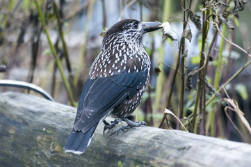 Spotted Nutcracker ( Nucifraga caryocatactes ) sitting on the perch