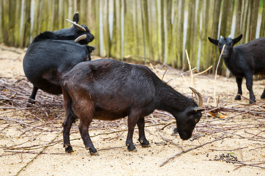 Black goats in the paddock
