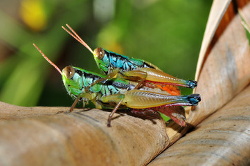 Grasshoppers