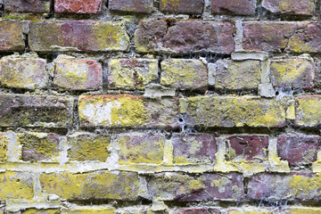 Weathered brick wall overgrown with climbing shrubs, moss and lichen