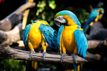 Macaw