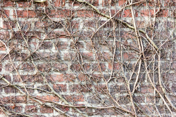 Weathered brick wall overgrown with climbing shrubs, moss and lichen