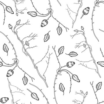 Seamless floral pattern, Barberry hand drawn branch vector sketch isolated on white background, line art berry, Natural spicy herbs, graphic doodle cooking ingredient for design package tea, cosmetic
