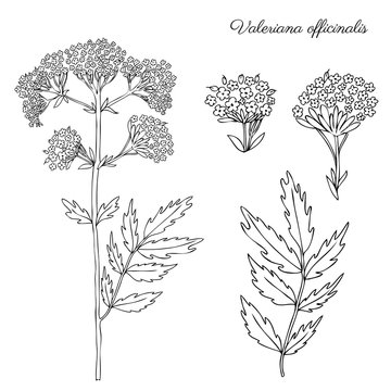 Valeriana officinalis botanical hand drawn vector ink sketch isolated on white background, doodle illustration for design package natural cosmetic, organic medicine, greeting cards, herbal green tea