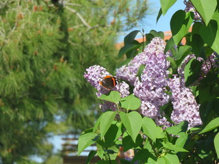 Vanessa Atalanta