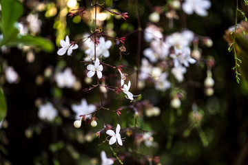Bridal Veil Flower