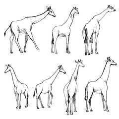 vector set of giraffes