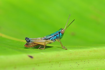 Grasshoppers