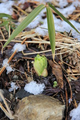 冬の地面から顔を出すフキノトウ(宮城県)