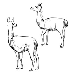 vector set of lamas