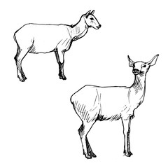 Obraz na płótnie Canvas vector set of deers