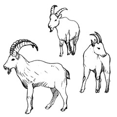vector set of rams