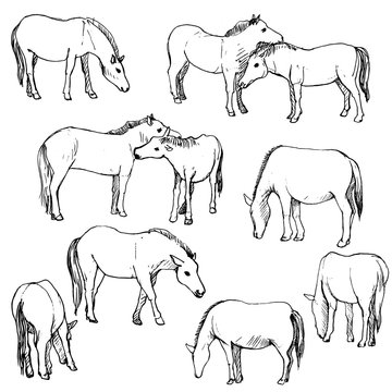 vector set of horses