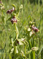 A rare endemic Bee Orchid, (Ophrys kotschyi), Akamas Peninsula, Paphos, Cyprus.