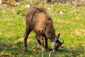 Gams auf der Almwiese