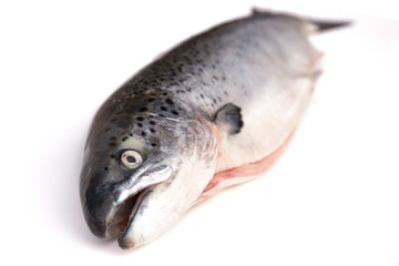 Saumon sur fond blanc