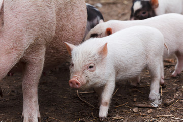 Fototapeta na wymiar Fertile sow and piglets