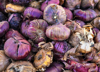 Nature background, A close up view of flower bulbs.