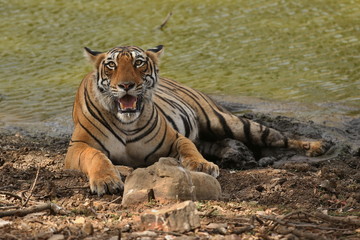 Young tiger female in a beautiful place in india/wild animal in the nature habitat/India/big cats/endangered animals/close up with tigress
