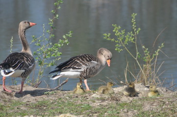 Wildgänse mit  Küken