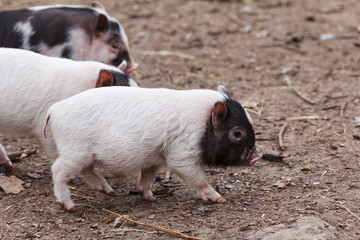 Cute little piglets
