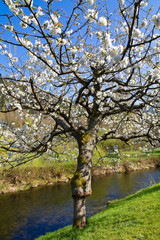 Fototapeta na wymiar Baum mt weißen Blüten im Frühling
