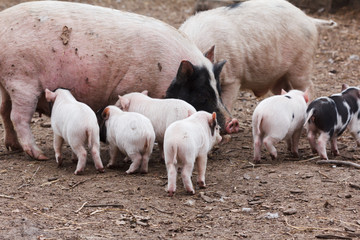 Fertile sow and piglets