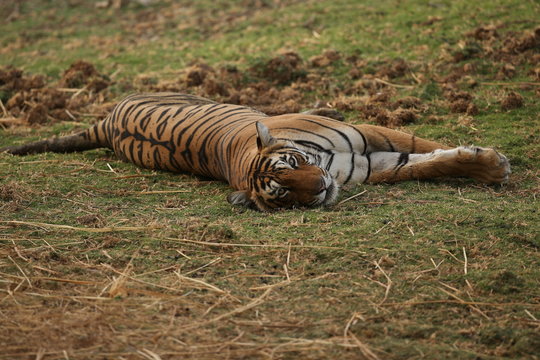 Young tiger female in a beautiful place in india/wild animal in the nature habitat/India/big cats/endangered animals/close up with tigress