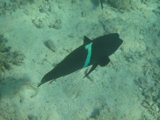 pesci e coralli del mare © paolo