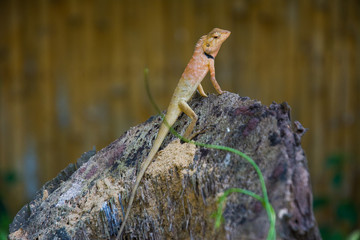 Yellow lizard on thee trunk