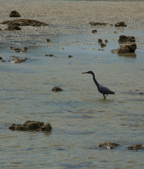 Little blue heron is hunting among rocks