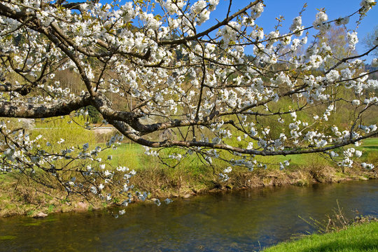 Fr&uuml;hlingslandschaft mit bl&uuml;hendem Baum