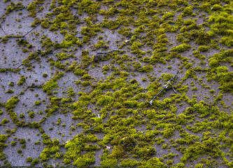 Moss on the roof
